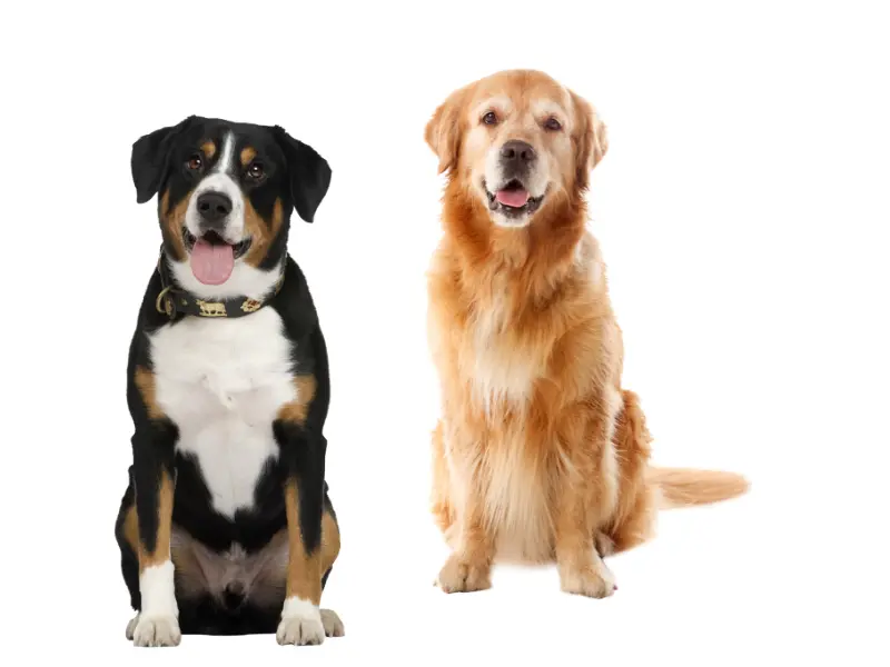 Your Dog is Family